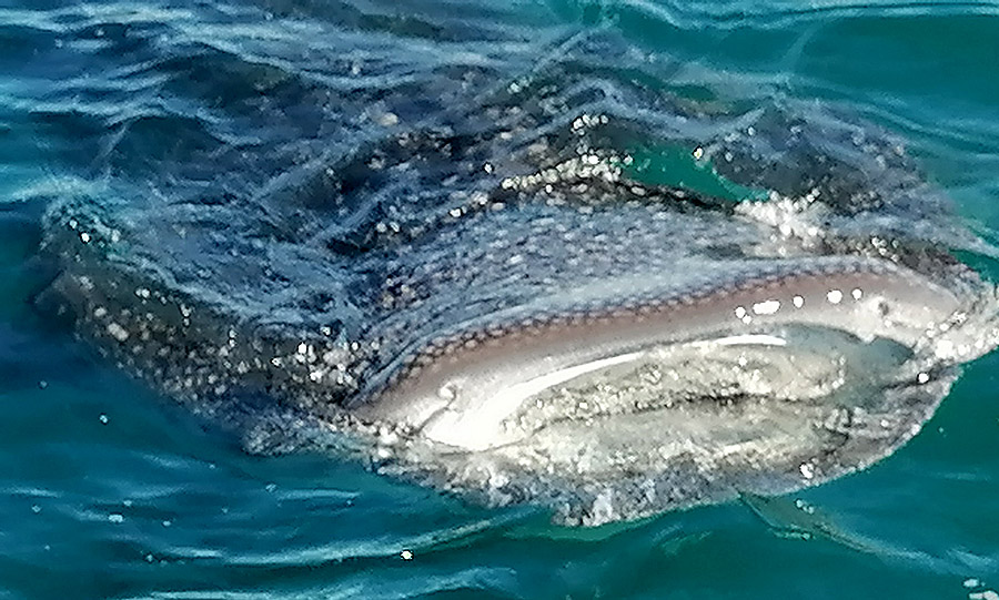 Whale Sharks in Baja!