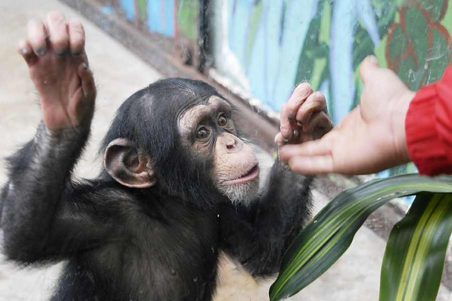 Phavorite Photos:  A Cantonese Monkey