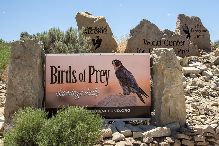 Boise’s Birds of Prey