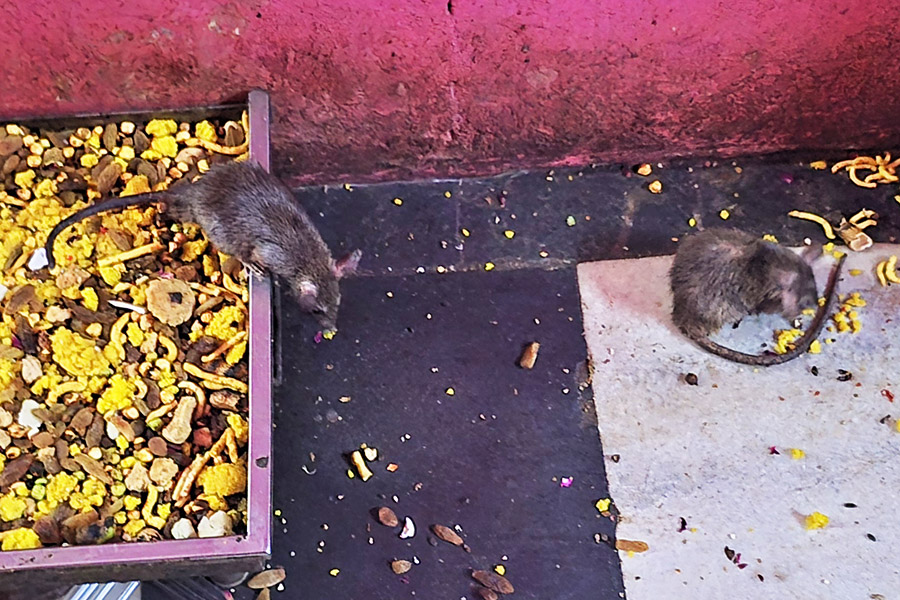 India 2025:  Karni Mata Temple (the Rat Temple)