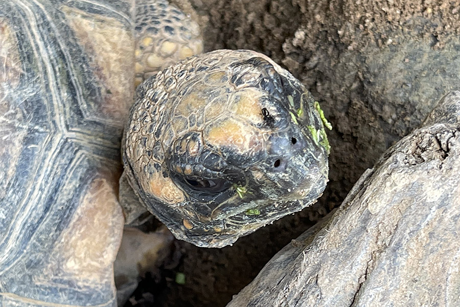 Singapore’s Live Turtle Museum