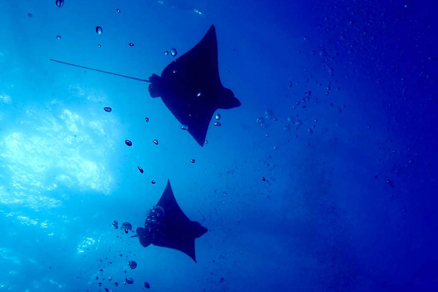 Diving In The Galapagos Islands